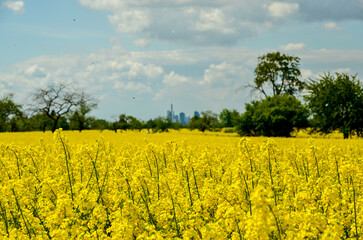 Some yellow canola plants on a large yellow canola field with the blurred skyline of Frankfurt in the background