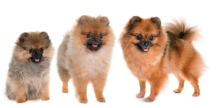 three pomeranian spitz in front of white background