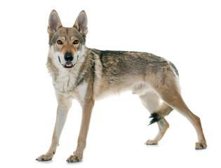 czechoslovakian wolf dog in front of white background © Designpics