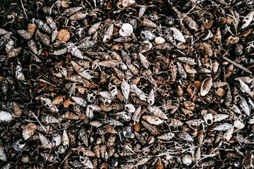 shellfish in france at the beach