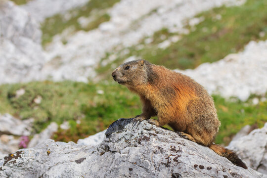 Alpine marmot (Marmota marmota) on rock. Dolomite Alps, Italy