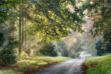 Autumn sunlight rays through trees along a quiet rural road in the early morning mist. Landscape in Norfolk England with grass verges