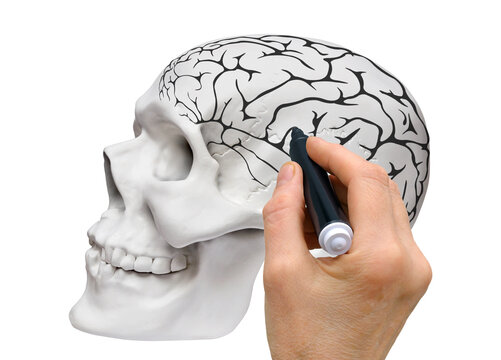 Hand with a black marker makes a schematic sketch of the brain on the layout of the human skull