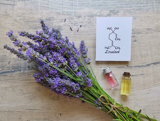 Structural chemical formula of linalool with fresh lavender flowers and cosmetic glass bottles. Linalool is an aromatic terpene, the major component of essential oils, it is used in floral fragrances.