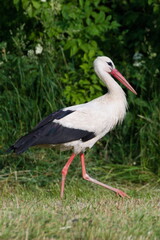 Ciconia ciconia aka White Stork is looking for frogs and mouse on the meadow during harvesting time.
