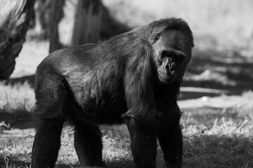 gorilla in the sun