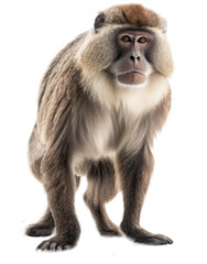 Baboon monkey  isolated on the transparent background PNG. AI generative.