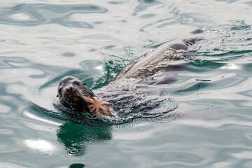 Obraz premium sealion eating octopus