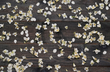 dark wooden background with jasmine flowers. mock up,