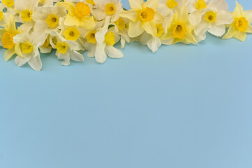 Fresh narcissus flowers with a place for text on a blue background