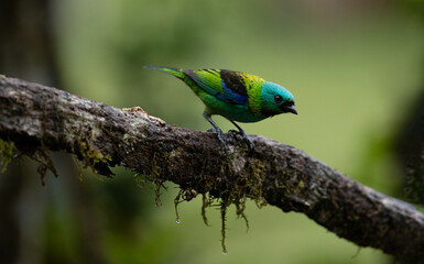 Brightly colored bird at Atlantic Forest Biome, Brazil. Green-headed tanager (Tangara seledon). 