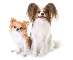 young papillon dog and chihuahua in front of white background