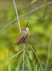 hummingbird on a branch