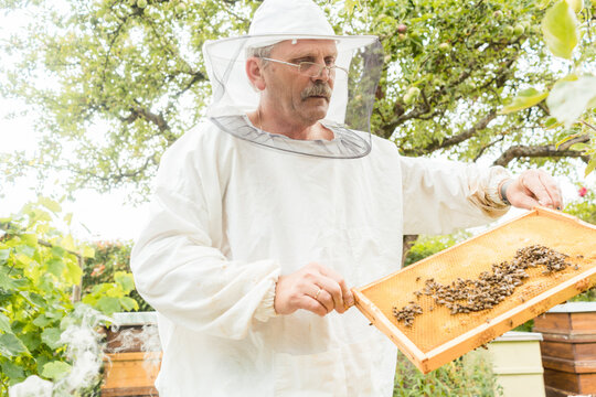 Beekeeper holding honeycomb with bees in his hands looking at it