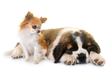 puppy saint bernard and chihuahua in front of white background