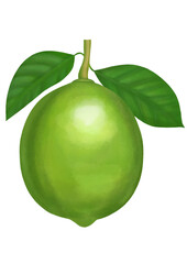 Lime with leaves watercolor illustration on transparent background