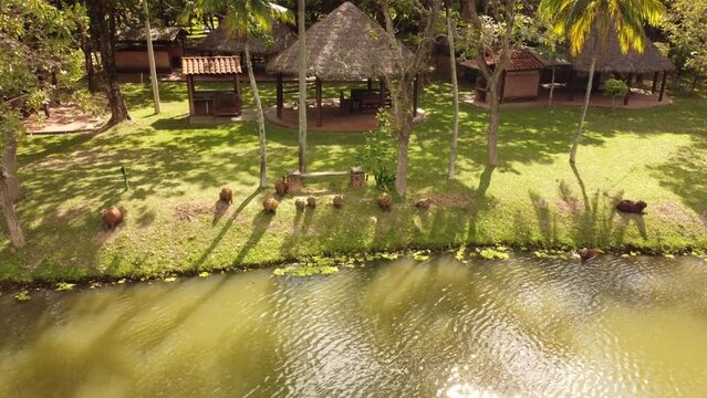 Pura tranquilidad: Capibaras descansando en un entorno tropical de ensue&ntilde;o