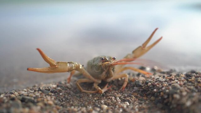 crayfish in water opens claws