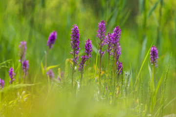 Purple orchid flowers Orchid - Orchis on a green field. The background is beautiful bokeh.