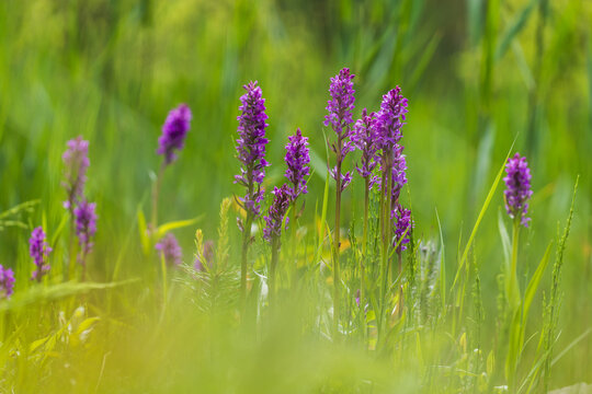 Purple orchid flowers Orchid - Orchis on a green field. The background is beautiful bokeh.
