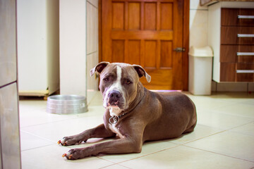 Large size brown and white pit bull dog with short hair, lying on the kitchen floor with a metal...