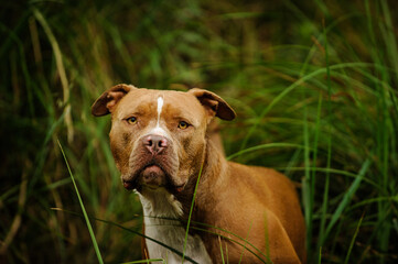 American Pit Bull Terrier dog in long green reeds