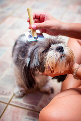 A veterinarian combing with a brush, the long hair of a gray and white shih tzu dog, sitting on a...