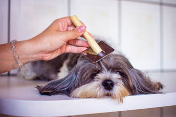 A veterinarian combing with a brush, the long hair of a gray and white shih tzu dog, lying on a...