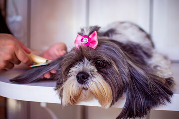 A veterinarian combing with a brush, the long hair of a gray and white shih tzu dog, sitting on a house's yard.