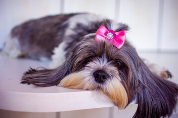 Medium-sized shih tzu dog with long white and gray hair, lying on a white wood, freshly combed with...