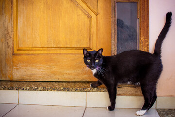 Medium black cat with some white spots standing in front of the wooden door of a house. - Powered by Adobe