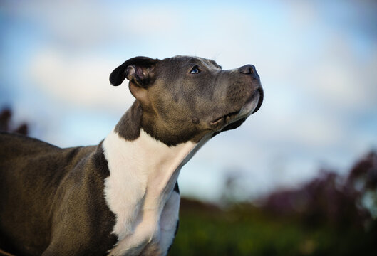 American Pit Bull Terrier puppy dog portrait against blue sky and clouds