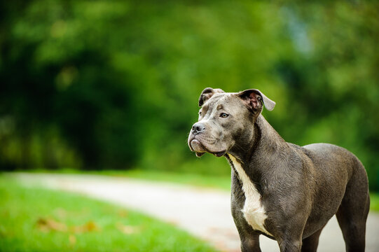 American Pit Bull Terrier dog portrait at park with green grass, trees and walking path