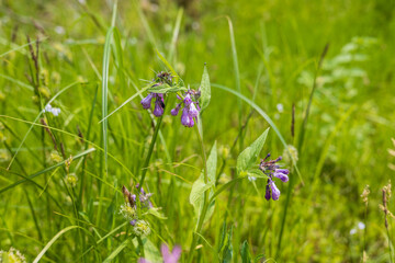 Purple orchid flowers Orchid - Orchis on a green field. The background is beautiful bokeh.