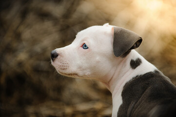 American Pit Bull Terrier puppy dog portrait with heart on shoulder
