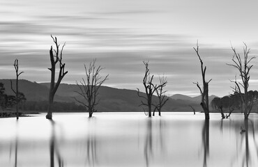 Steadfast trees stand in waters teaming with jumping fish.  Long exposure shows the movement of the clouds and stills the waters.