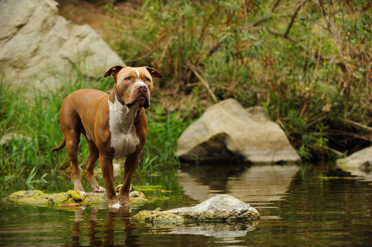 American Pit Bull Terrier dog standing on rock in lake water with green vegetation