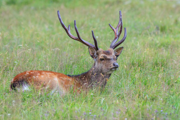 sika deer in Merlet Animal Park. Chamonix, France