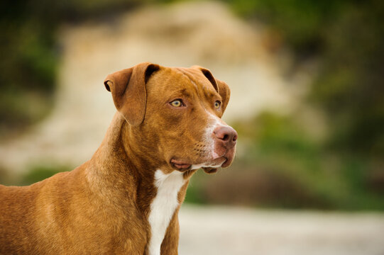 American Pit Bull Terrier dog outdoor portrait head shot