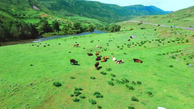 Drone view of cows lying on the grass next to the river against the background of mountains. Beautiful landscape with incredible nature and cows