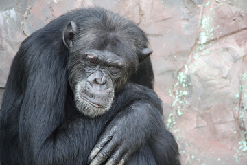 Portrait of a sad chimpanzee. Close-up photo