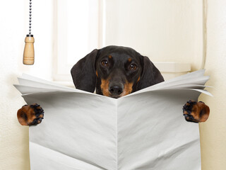 funny   sausage dachshund dog sitting on toilet and reading magazine or newspaper with...