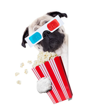 pug dog at cinema watching the  movies  with 3d glasses isolated on white background , with popcorn snak