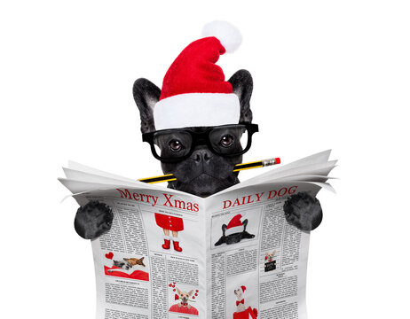 office businessman french bulldog dog with pen or pencil in mouth  reading a newspaper or magazine, on christmas holidays vacation with santa claus hat