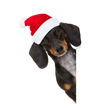 funny dachshund sausage  santa claus dog on christmas holidays wearing red holiday hat, isolated on white background, behind a banner or blackboard placard frame
