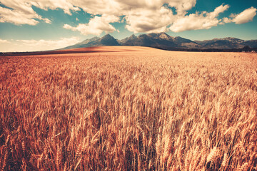 Summer ripe orange wheat field with mountain range and cloudy blue sky in the background. West...