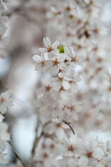 枝垂桜の花のクローズアップ