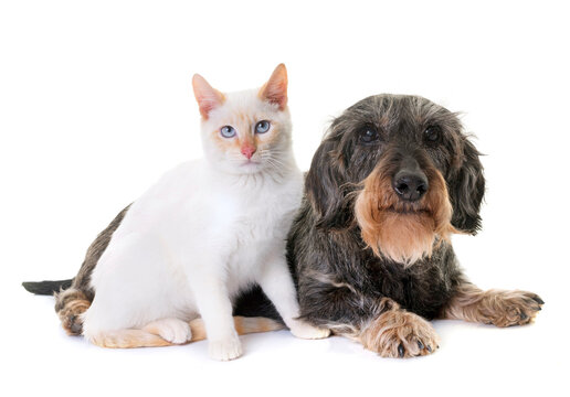 old dachshund  and kitten in front of white background