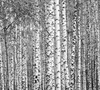 Birch trees black and white