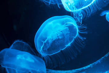 Blue neon glowing jellyfish graciously swimming in deep dark water spreading its tentacles